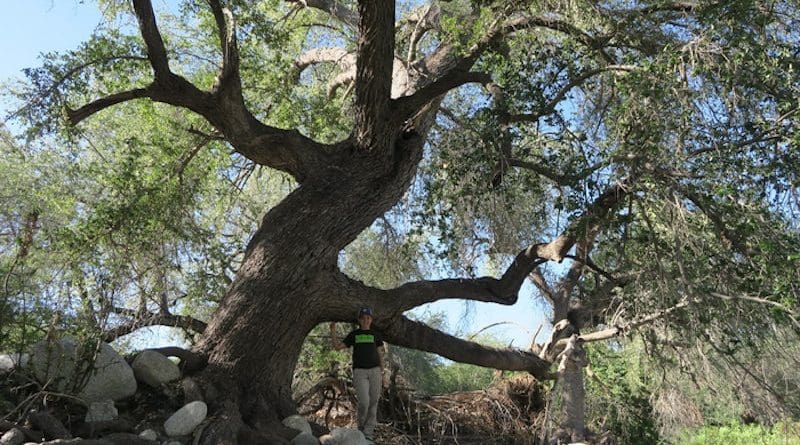 Quercus brandegeei, a threatened oak endemic to Mexico. Credit: The Morton Arboretum.