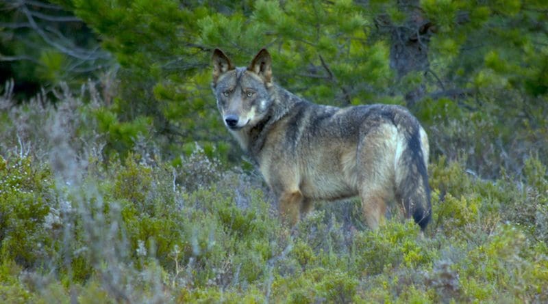 A wolf spotted in Sierra de la Culebra CREDIT: Chisco Lema