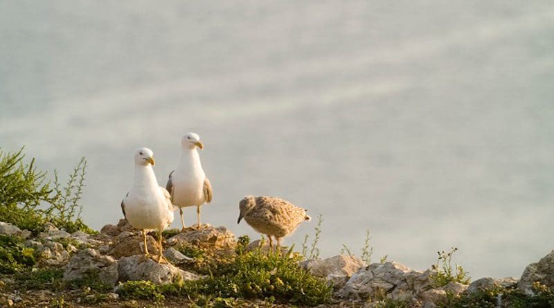 The study by the Group on Seabird Ecology of the University of Barcelona reveals extreme changes in the feeding patterns of the yellow-legged gull over the last twenty years. Photo: Raül Ramos, UB-IRBio