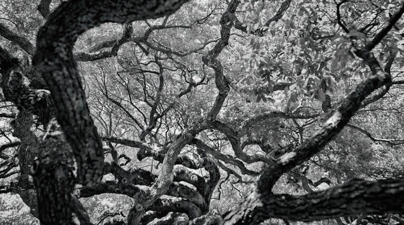 Representative image of a branching tree. CREDIT: Kevin Wenning/Unsplash.com