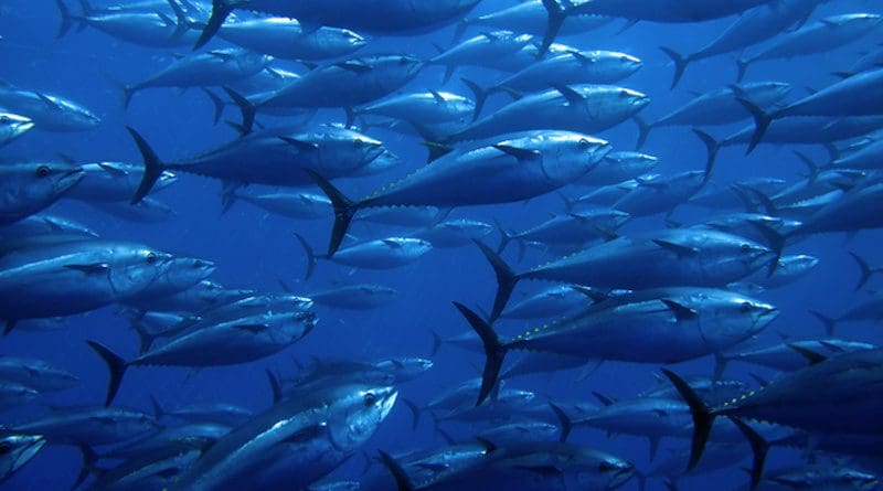 Bluefin tuna, a long-lived migratory species that accumulates mercury as it ages, can be used as a global barometer of the heavy metal and the risk posed to ocean life and human health, according to a study by Rutgers and other institutions. CREDIT: Shutterstock