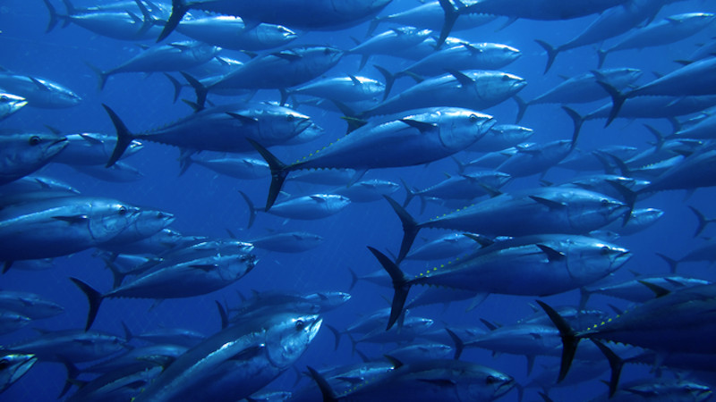 Bluefin tuna reveal global ocean patterns of mercury pollution