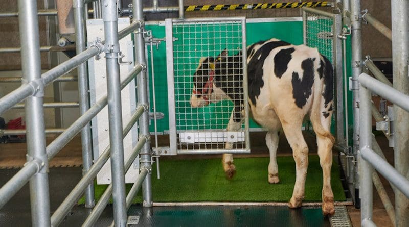 This photo shows a calf in a latrine undergoing MooLoo training. CREDIT: FBN