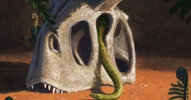 All living snakes evolved from a handful of species that survived the giant asteroid impact that wiped out the dinosaurs and most other living things at the end of the Cretaceous. CREDIT: Joschua Knüppe