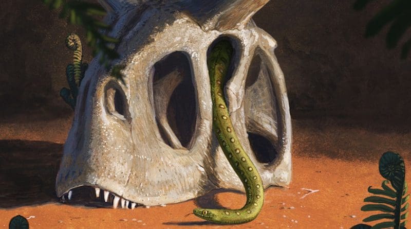 All living snakes evolved from a handful of species that survived the giant asteroid impact that wiped out the dinosaurs and most other living things at the end of the Cretaceous. CREDIT: Joschua Knüppe