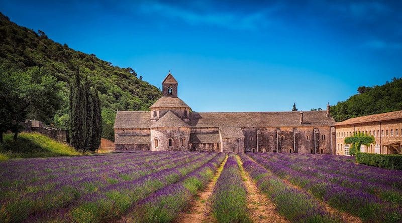 Lavender field in France