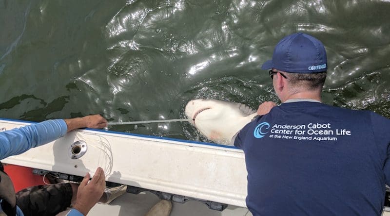 Dr. Nick Whitney doing shark research for the New England Aquarium. CREDIT: New England Aquarium