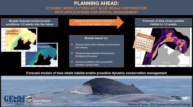 This graphic depicts forecasting of blue whale foraging sites. CREDIT: Dawn Barlow, GEMM Lab, Oregon State University.
