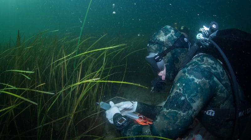 Divers take water samples in the seagrass meadow CREDIT: Christian Howe