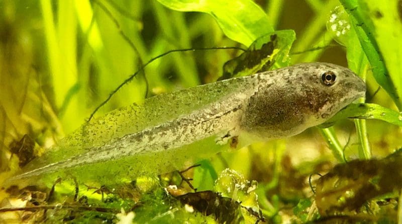 Wood frog (Lithobates sylvaticus) tadpole. CREDIT: Jessica Hua
