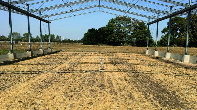 GCEF experimental plot (conventional farming). PBSA samples were placed in the middle of the plot. CREDIT: ©Purahong, UFZ