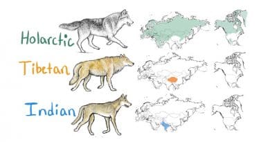 This illustration indicates the ranges of Holarctic, Tibetan and Indian wolf populations across the Northern Hemisphere. CREDIT: lllustration by Lauren Hennelly, UC Davis