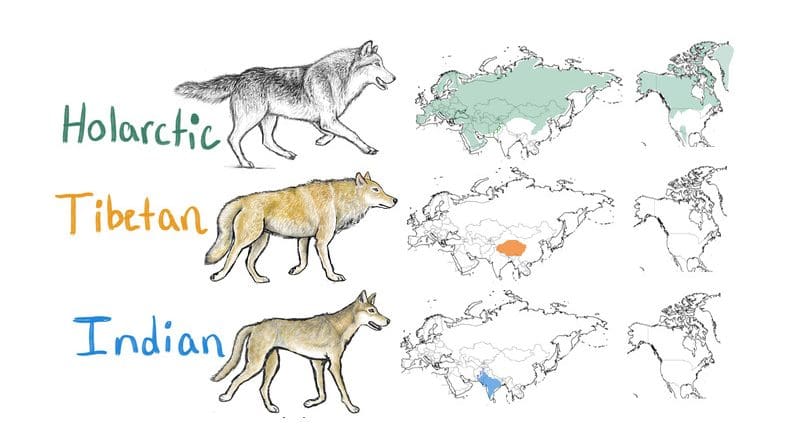This illustration indicates the ranges of Holarctic, Tibetan and Indian wolf populations across the Northern Hemisphere. CREDIT: lllustration by Lauren Hennelly, UC Davis