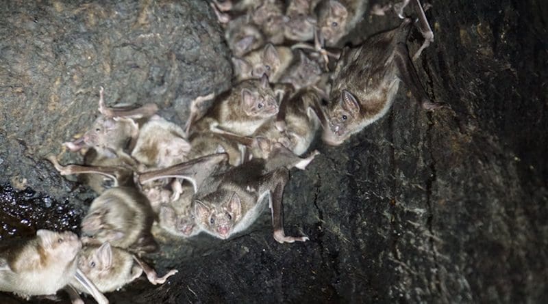Common vampire bats (Desmodus rotundus) inside a tree roos CREDIT: Simon Ripperger, CC BY 4.0 (https://creativecommons.org/licenses/by/4.0/)