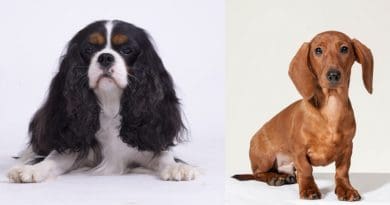 Comparisons of dachshunds with and without signs of heart disease were used to help identify mutations that potentially predispose cavalier King Charles spaniels to develop MMVD CREDIT: Måns Engelbrektsson, Swedish Kennel Club, CC-BY 4.0