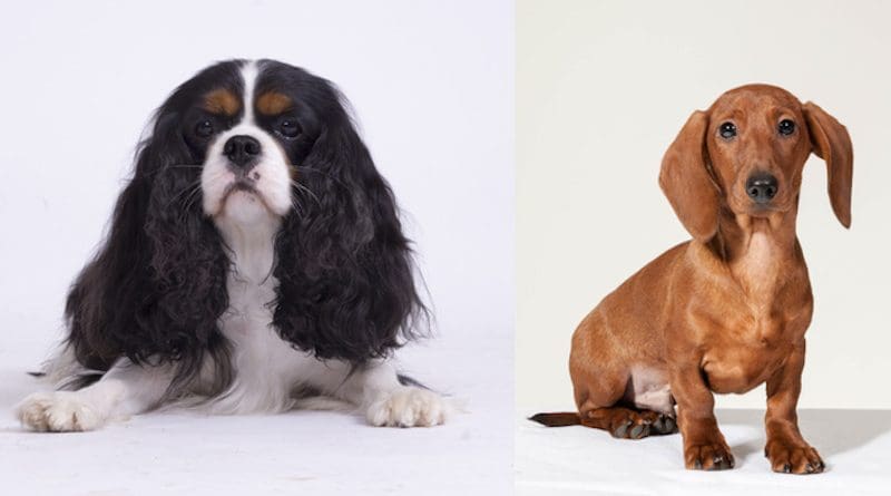 Comparisons of dachshunds with and without signs of heart disease were used to help identify mutations that potentially predispose cavalier King Charles spaniels to develop MMVD CREDIT: Måns Engelbrektsson, Swedish Kennel Club, CC-BY 4.0