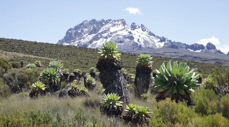 Ecosystem with alpine vegetation at Mount Kilimanjaro. CREDIT: Andreas Hemp