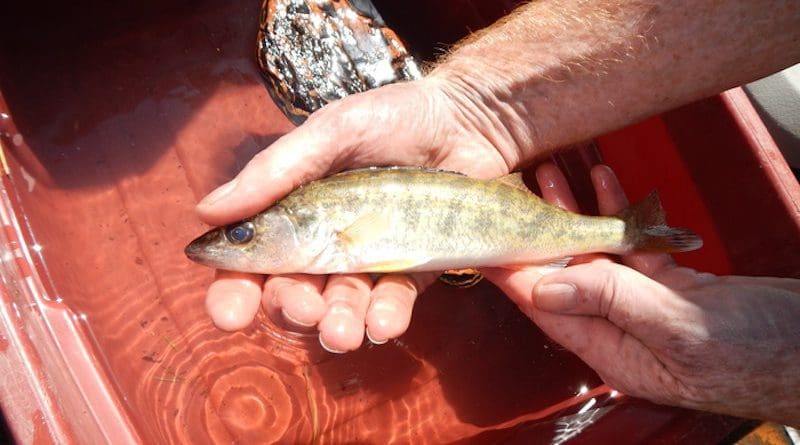 Walleye CREDIT: Christina Murphy