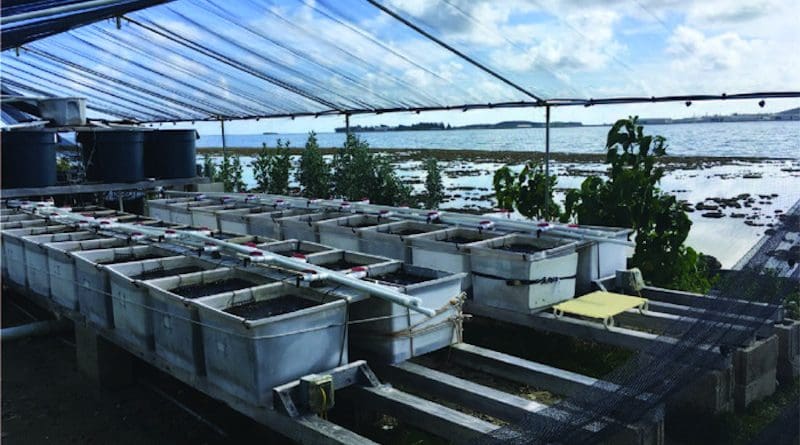 Experimental set-up of mesocosms at the Hawaii Institute of Marine Biology. CREDIT: Chris Jury, HIMB