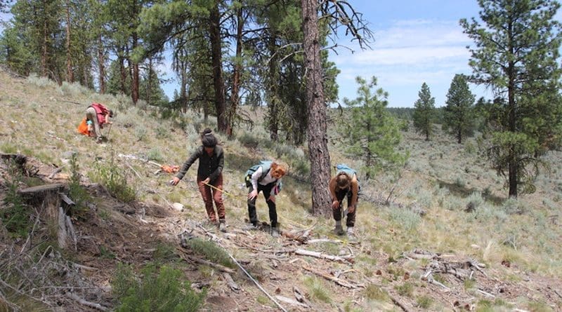 OSU field crews monitor surface fuels in thinned stands on the Malheur National Forest in eastern Oregon. CREDIT: Photo provided by James Johnston, OSU College of Forestry