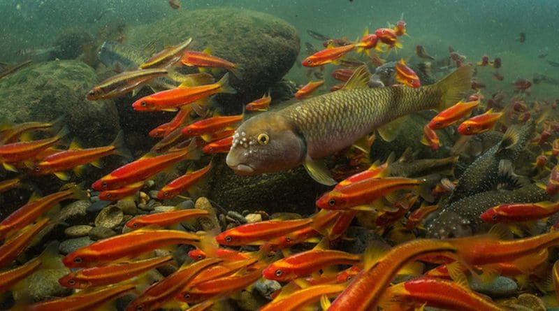 Mountaintop mining threatens streams in the Appalachian region, a global hotspot of biodiversity. CREDIT: David Herasimtschuk, Freshwaters Illustrated
