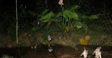 Bats caught during zoonotic virus surveillance efforts (Madre de Dios, Peru) CREDIT: Daniel Streicker, Mollentze N, et al., PLOS Biology, CC-BY 4.0 (https://creativecommons.org/licenses/by/4.0/)