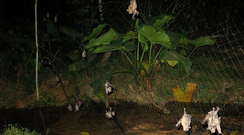 Bats caught during zoonotic virus surveillance efforts (Madre de Dios, Peru) CREDIT: Daniel Streicker, Mollentze N, et al., PLOS Biology, CC-BY 4.0 (https://creativecommons.org/licenses/by/4.0/)