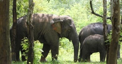 Elephants in the Myaing Hay Wun elephant camp, Myanmar CREDIT: Li-Li Li, Li L-L et al., PLOS Biology, CC-BY 4.0 (https://creativecommons.org/licenses/by/4.0/)