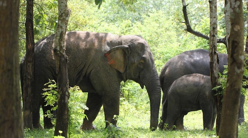 Elephants in the Myaing Hay Wun elephant camp, Myanmar CREDIT: Li-Li Li, Li L-L et al., PLOS Biology, CC-BY 4.0 (https://creativecommons.org/licenses/by/4.0/)