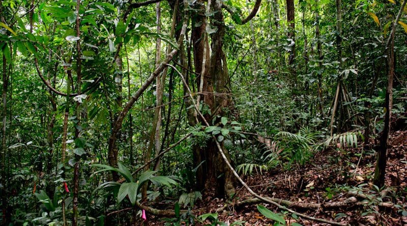 Lianas are responding to natural disturbance with increased proliferation, but their response seems to be potentiated by other climate-change factors. CREDIT: Jorge Aleman, Smithsonian Tropical Research Institute