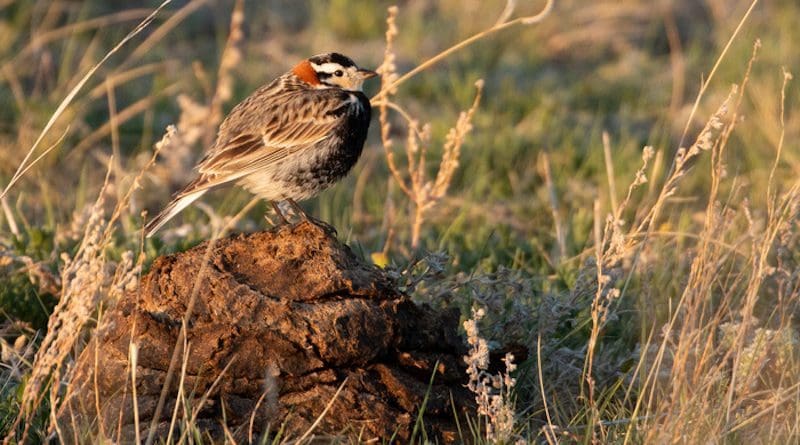 North American grassland bird species, many endemic to the prairie ecosystem, are in decline. New research shows both cattle and bison grazing are viable options for conserving grassland birds in the prairie landscape. CREDIT: Andy J. Boyce/Smithsonian