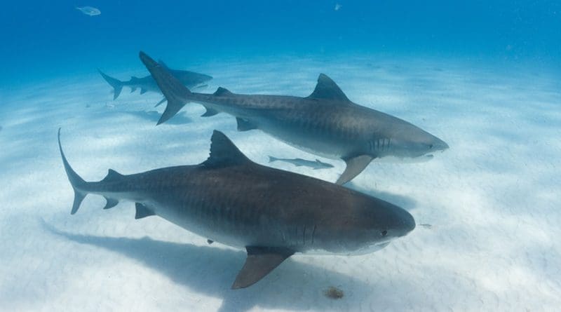 Tiger sharks form social groups at sites where they are fed by dive tourism operators. CREDIT: Neil Hammerschlag, Ph.D., University of Miami Rosenstiel School of Marine and Atmospheric Science