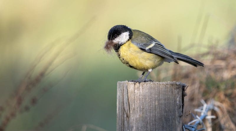 New studies showed that nestling exposure to lead and arsenic, alters great tit DNA methylation patterns. Credit: Mostphotos