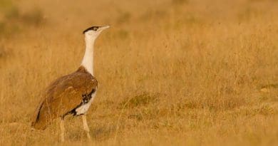 Birds such as the great Indian bustard are put at risk because of the power lines in the Thar Desert. Copyright: Prajwalkm, (CC BY-SA 3.0). This image has been cropped.