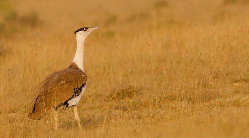 Birds such as the great Indian bustard are put at risk because of the power lines in the Thar Desert. Copyright: Prajwalkm, (CC BY-SA 3.0). This image has been cropped.