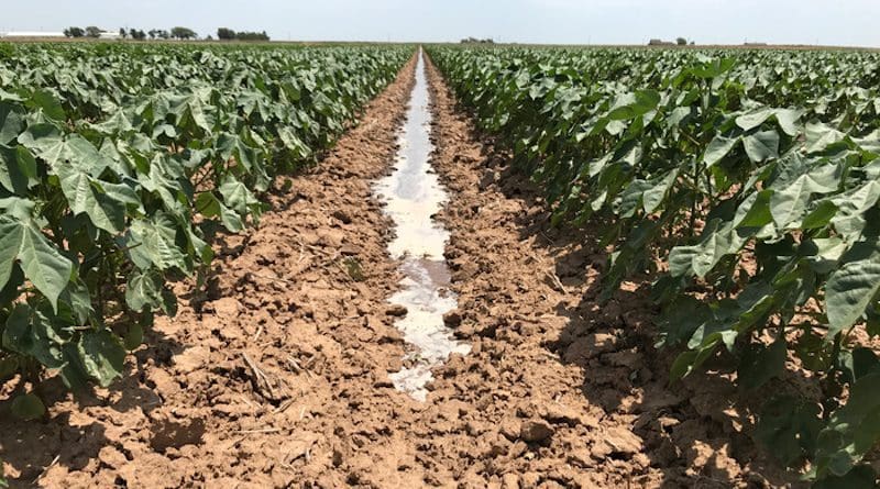 Water runs down a furrow to irrigate stressed, thirsty cotton in southwest Oklahoma. CREDIT: Saleh Taghvaeian, Oklahoma State University Extension.