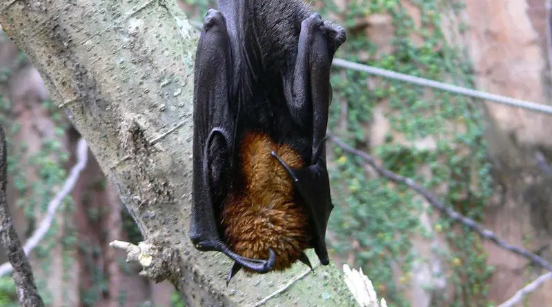 Pteropus vampyrus (large flying fox), one of the natural reservoirs of Nipah virus. Photo Credit: Raul654, Wikipedia Commons