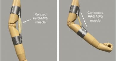 An artificial muscle made of a stretched shape memory polymer contracts upon heating, bending a mannequin’s arm. CREDIT: Adapted from ACS Central Science 2021, DOI: 10.1021/acscentsci.1c00829
