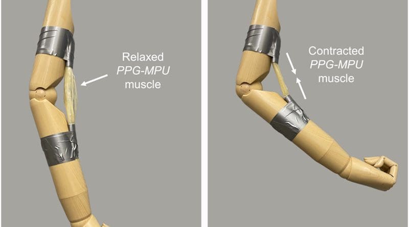 An artificial muscle made of a stretched shape memory polymer contracts upon heating, bending a mannequin’s arm. CREDIT: Adapted from ACS Central Science 2021, DOI: 10.1021/acscentsci.1c00829