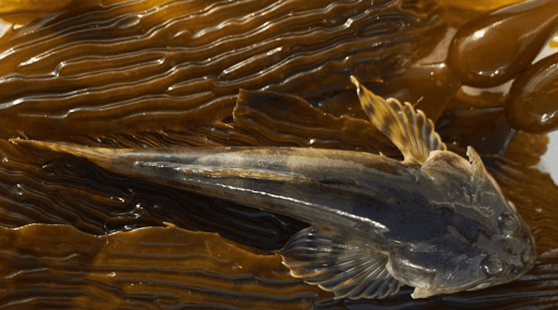 The staghorn sculpin is one of the muddy-seafloor-loving flatfish species that has increased in Morro Bay following a loss of seagrass habitat. Seagrass-specialist fish species have decreased. CREDIT: Iliana Arroyos