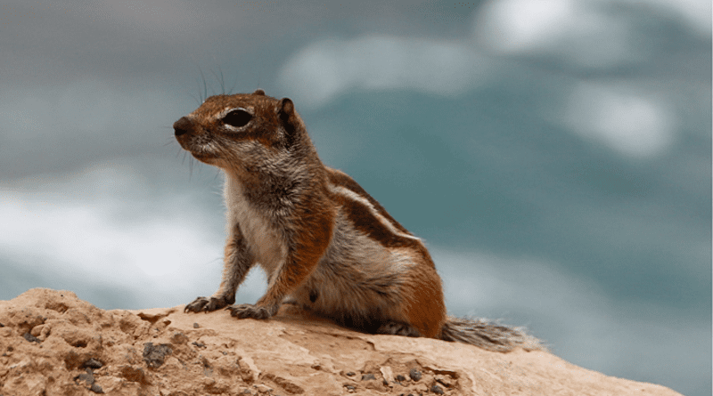 Barbary ground squirrels were introduced to the Canary Islands in 1965. CREDIT: Annemarie van der Marel