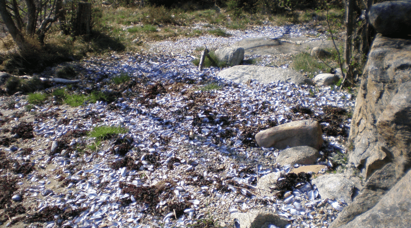 Empty blue mussel shells washed up after the death of large numbers at a depth of 1-5 meters at northern Orust in 2007. Photographer: Inger Forsberg.