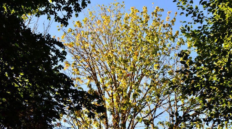 A bigleaf maple in decline in Washington’s Central Cascades region. CREDIT: Jacob Betzen/University of Washington