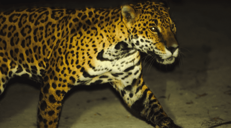 A jaguar is photographed wandering around houses looking for dogs. CREDIT: Víctor Rosales