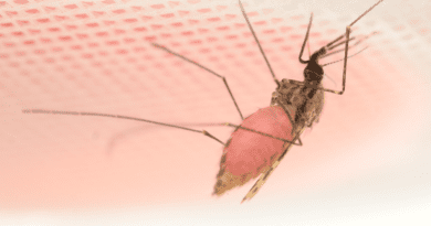 The female Anopheles mosquito drinks a pink cocktail containing beetroot juice and HMBPP. (image captured in Emami Lab by Melika Hajkazemian). CREDIT: Melika Hajkazemian