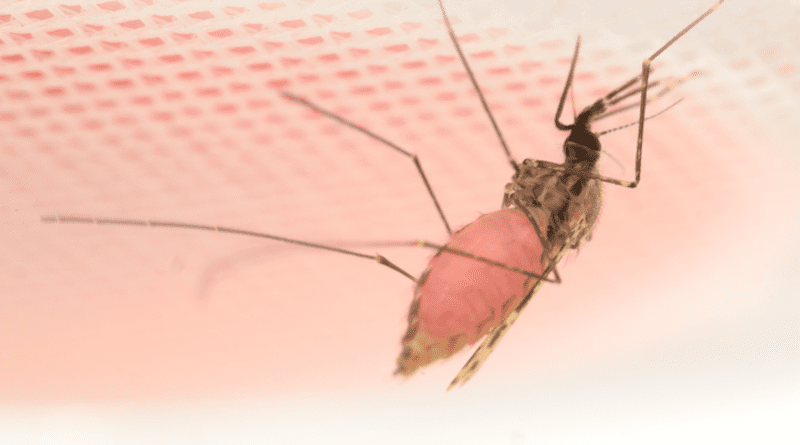 The female Anopheles mosquito drinks a pink cocktail containing beetroot juice and HMBPP. (image captured in Emami Lab by Melika Hajkazemian). CREDIT: Melika Hajkazemian