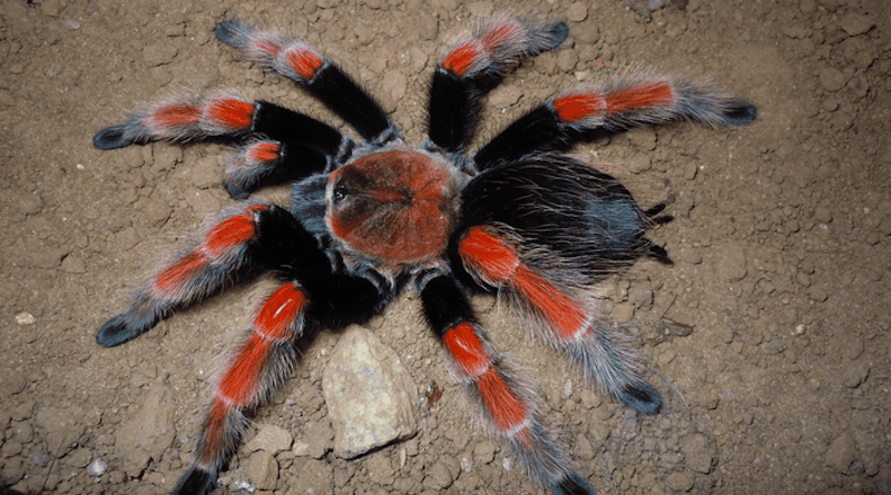 Brachypelma boehmei Schmidt & Klaas, 1993, a Mexican tarantula species traded as pet . The species is listed on CITES and it is classified as Endangered (EN) in the IUCN Red List. CREDIT: Caroline Fukushima