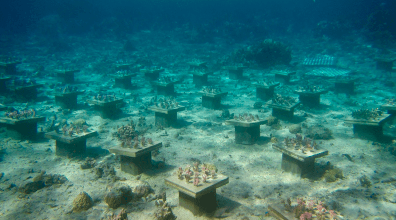 Coral Gardens in French Polynesia CREDIT: Georgia Tech