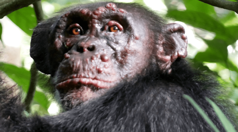 A chimpanzee named Woodstock with leprosy in Ivory Coast. CREDIT: Tai Chimpanzee Project