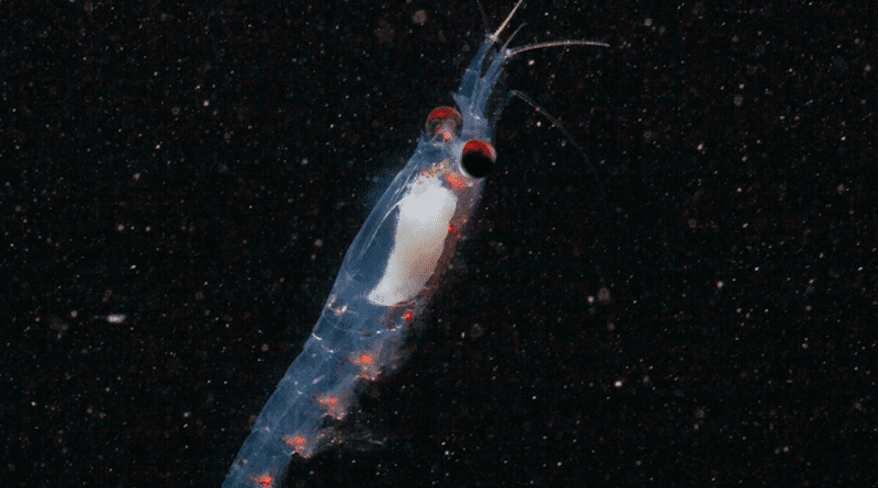 Krill in Svalbard waters. CREDIT: Geir Johnsen, CC-BY 4.0 (https://creativecommons.org/licenses/by/4.0/)